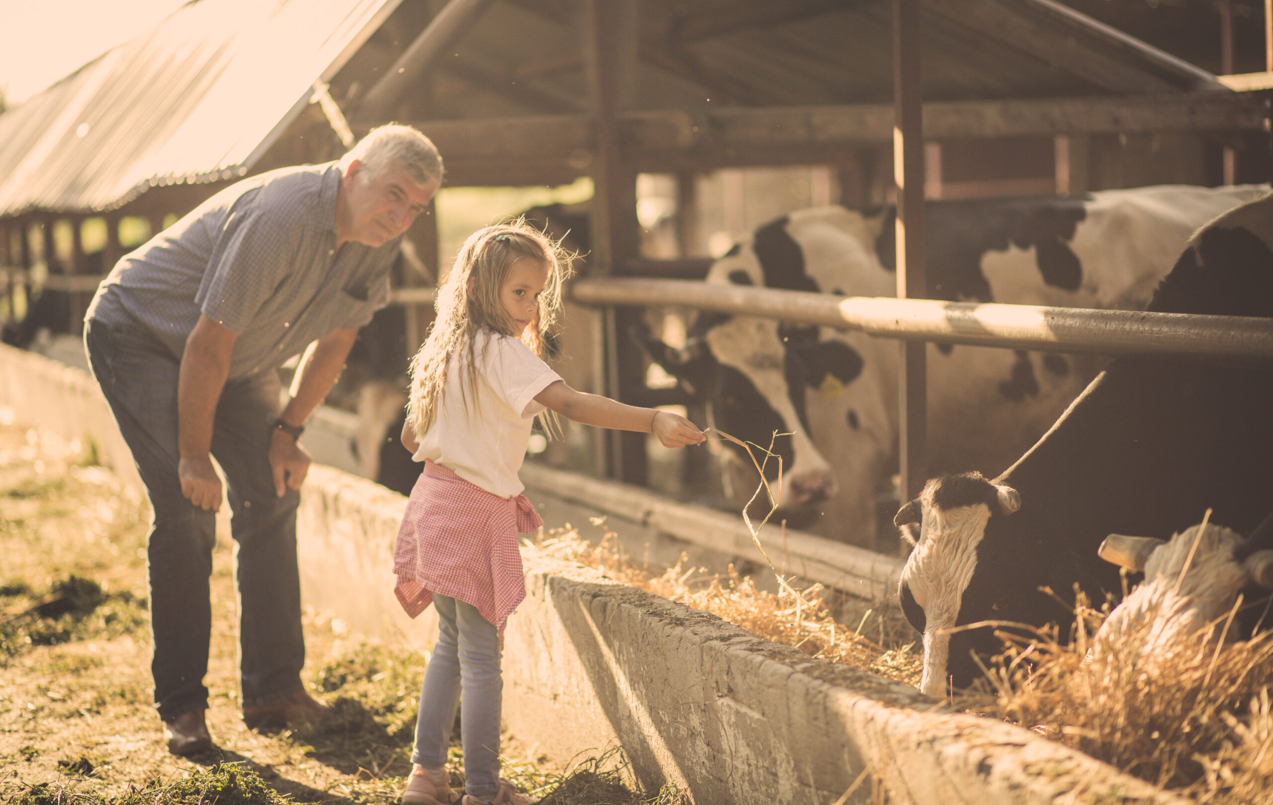Old Farmer with a young girl teaching her about his cows